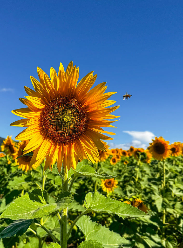 Cover Feature: Kalbar Sunflower Festival - A Celebration Rooted In Resilience